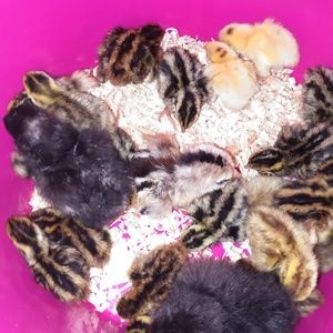 Meet your Posher, Tammy